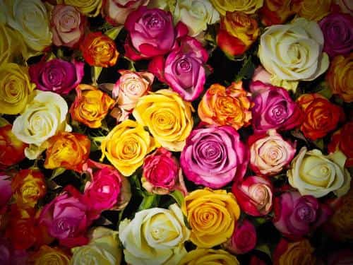 dependiendo de su color, las rosas pueden tener un significado diferente
