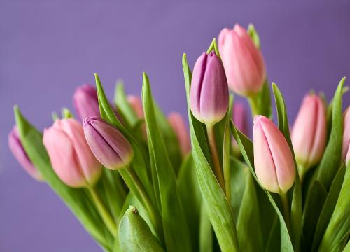 El tulipán es una declaración de amor