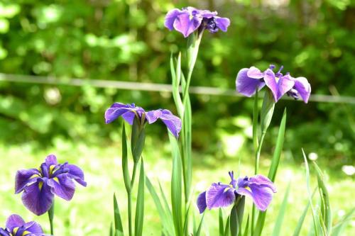 los iris son un símbolo de ternura