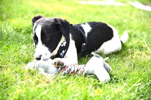 Hvis hunden din ikke lenger leker med lekene sine, vurder å kaste dem eller donere dem til en forening.