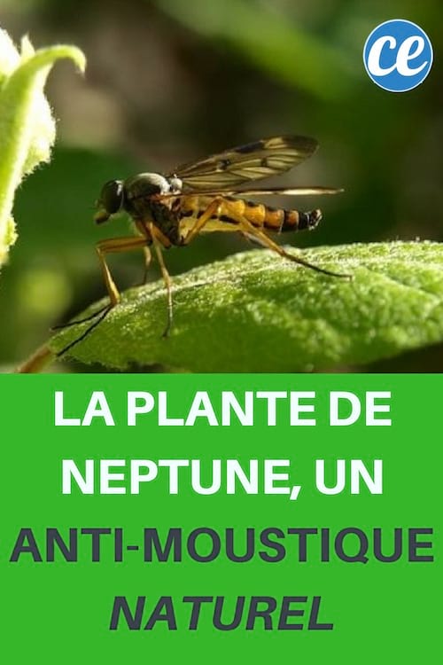 planta-neptuno-mosquitos