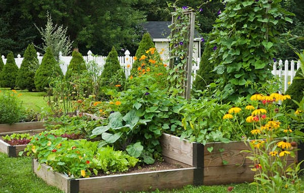 كيف تصنع حديقة نباتية بسهولة للمبتدئين