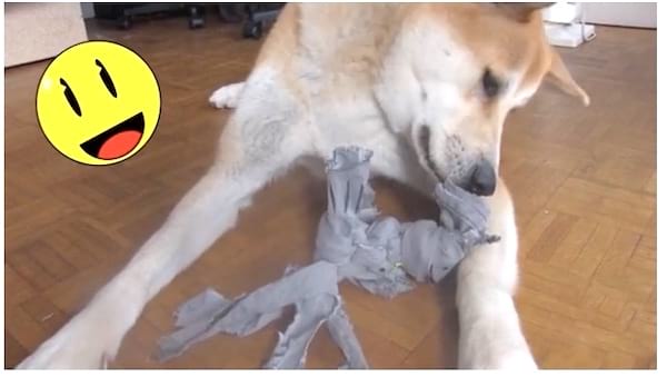 šuns žaislas su senais pasidaryk pats drabužiais