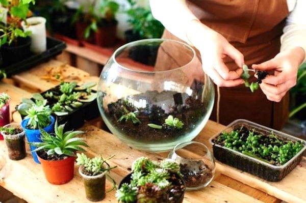 pasidarykite savo terariumą su stikliniu vazonu ir sultingu augalu