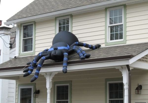 עכביש גדול על הבית