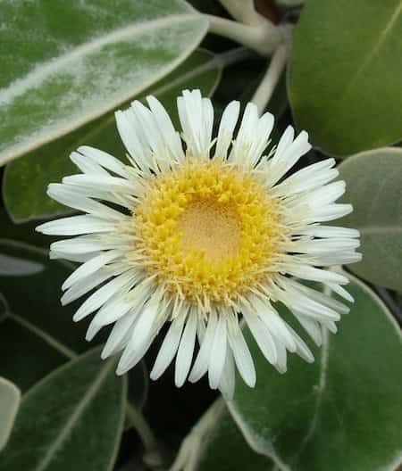 margarita nueva zelanda fácil de cultivar flor resistente