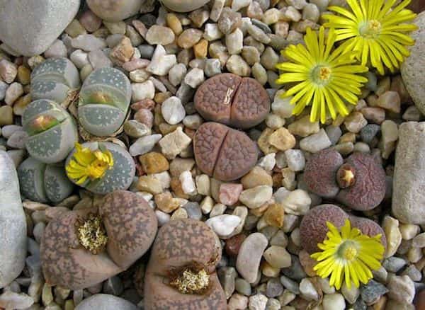 cultivar guijarros de flores piedra viva