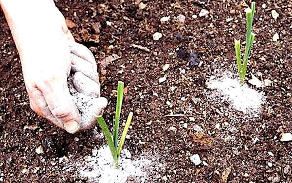 læg aske på planter for at beskytte mod snegle