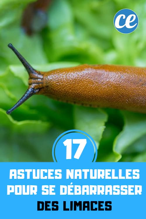 17 naturlige tips til at slippe af med snegle