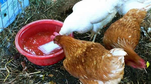 higienizar desinfectar animales bebederos