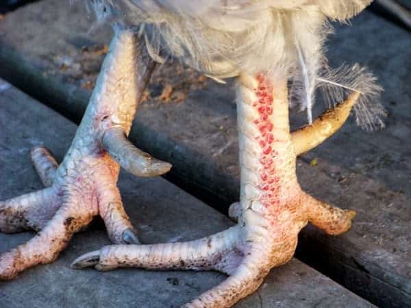 desinfectar els peus de pollastre