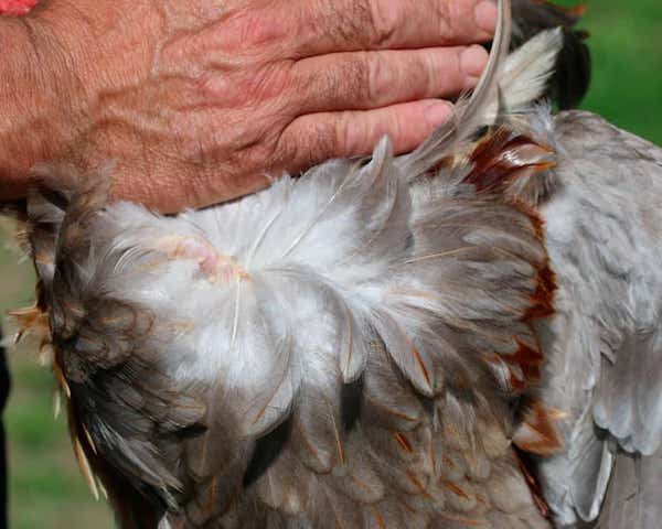 eliminar paràsits plomes aus de corral