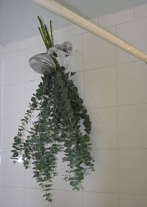 Para un aroma agradable en la ducha, cuelga algunos ecalyptus.