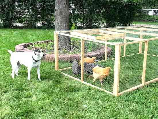 construya un corral de gallinas fácilmente y de forma económica