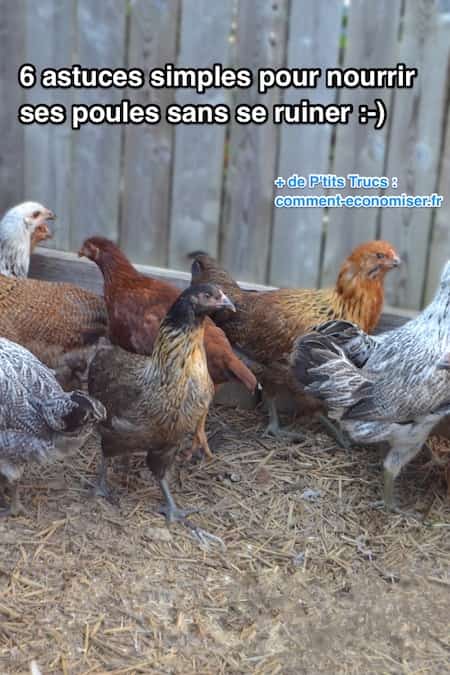 consejos sencillos para alimentar a las gallinas sin gastar demasiado ahorrando dinero