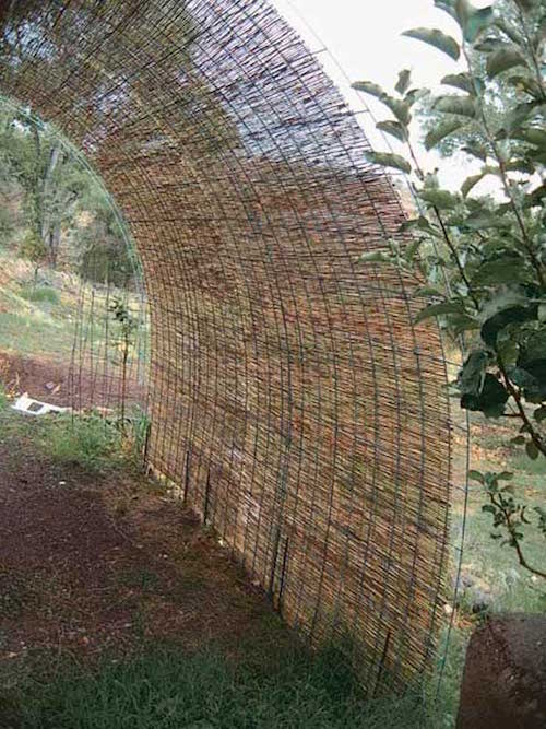 Reed canisses sa isang bakod wire mesh