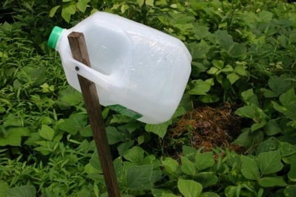 Cómo hacer una trampa para insectos para el jardín con agua azucarada y una botella de plástico.