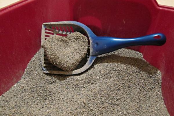 arena para gatos para deshacerse de los ratones en casa