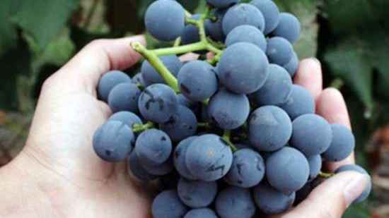 mikroviļņu krāsnī nav vīnogu