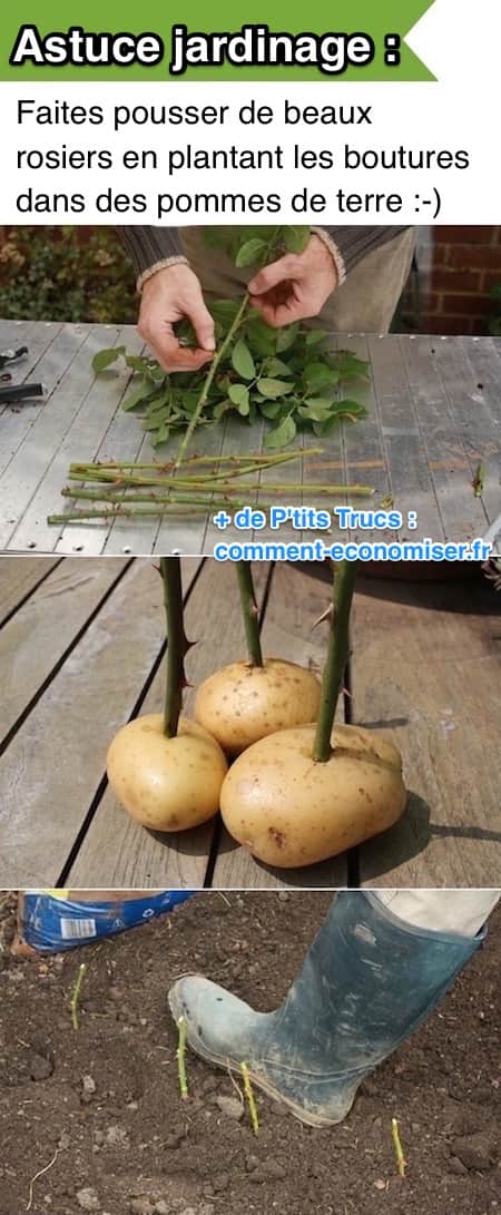 Izmantojiet kartupeli, lai viegli nogrieztu rožu krūmu
