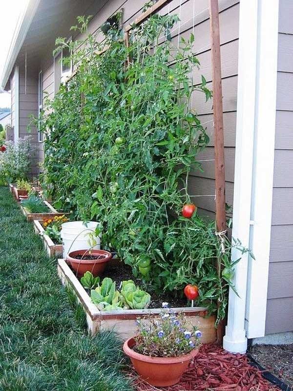 cultivar tomate en casa