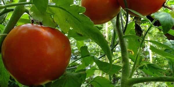 ¿Los tomates reaccionan bien al sulfato de magnesio?