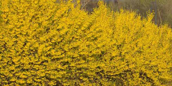 Hauríeu d'utilitzar sulfat de magnesi als vostres arbustos?