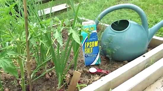 سبزیوں کے باغ کے لیے نمک ایپسوم کھاد