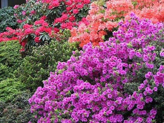 sal de Epsom para árboles en flor de azalea