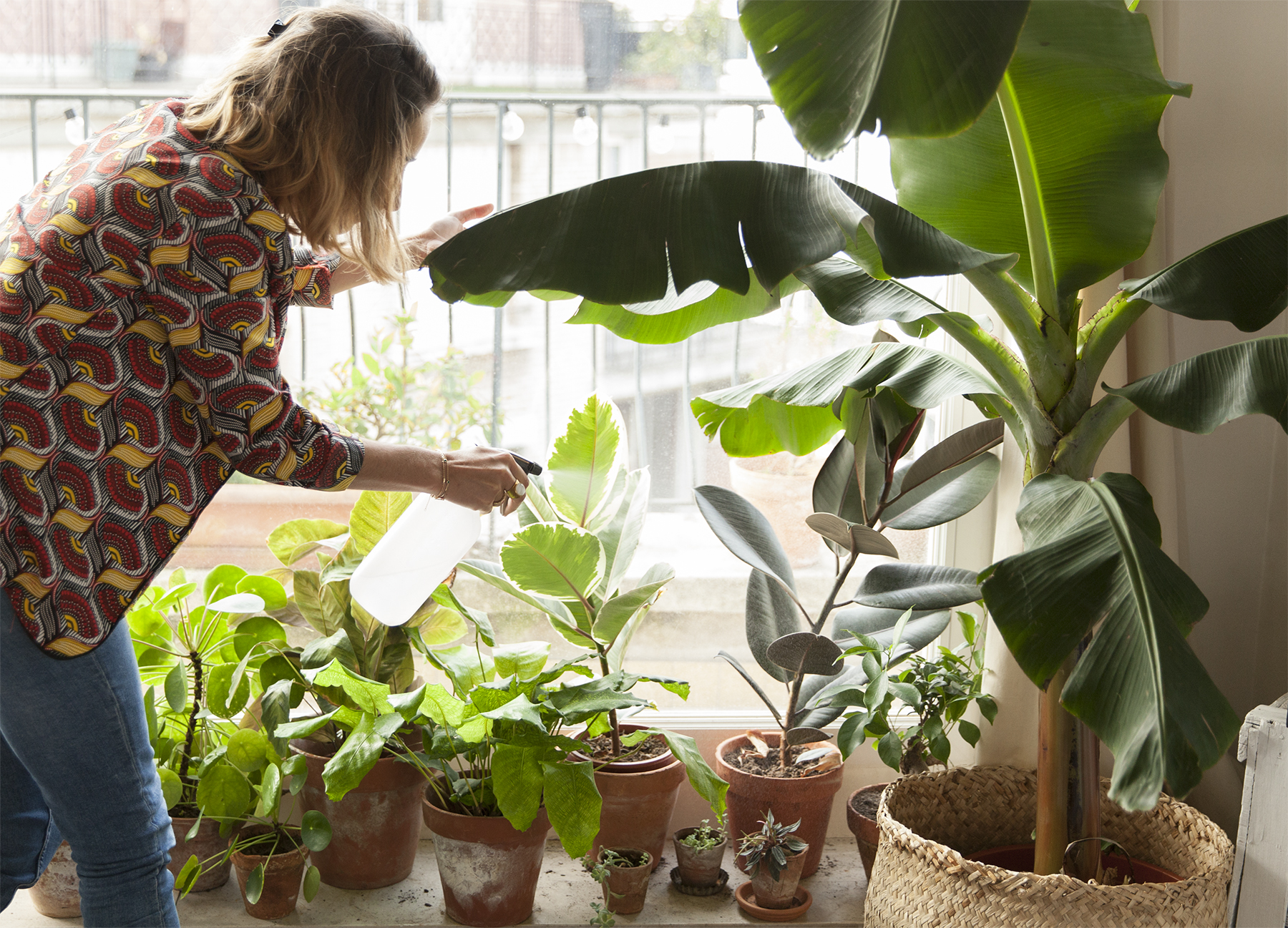 11 plantes descontaminants que depuren l'aire de casa teva (sense manteniment).