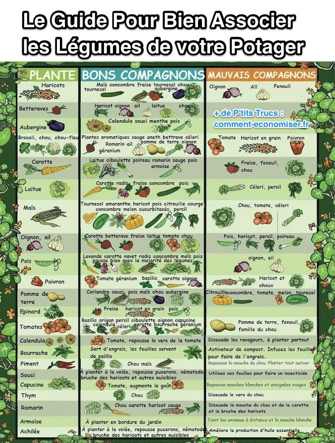 Guía completa para combinar correctamente las verduras caseras