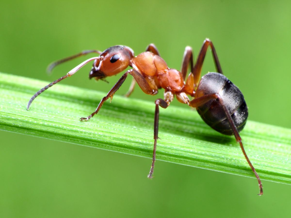 Het geheim om snel van mieren af ​​te komen.