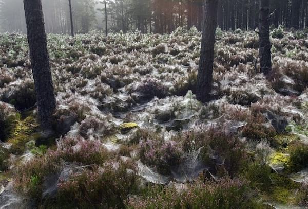 Skov fyldt med edderkoppespind
