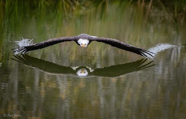 عقاب کینیڈا میں ایک جھیل پر منڈلا رہا ہے۔