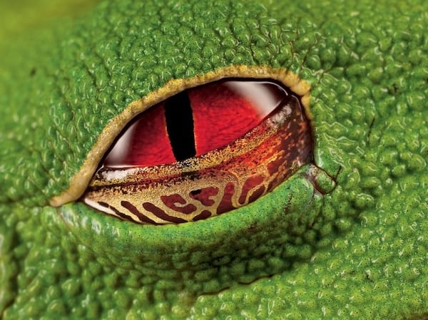 Ojos escarlata de una rana arborícola verrugosa