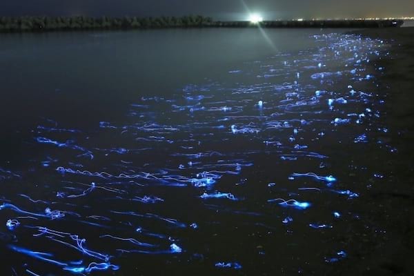 Firefly blæksprutte i Japan
