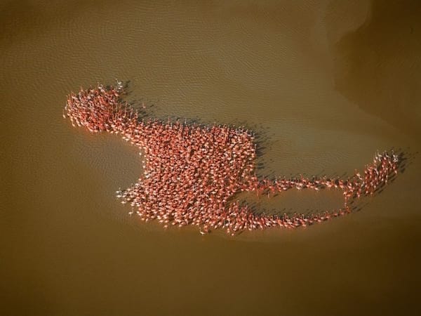 Adskillige flamingoer samledes på en sø og dannede en enkelt flamingo