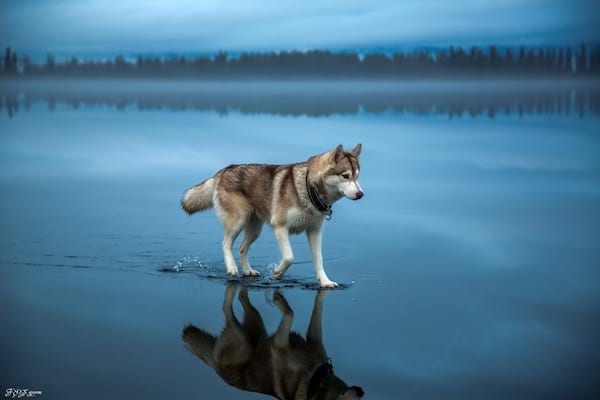 Farkas egyedül sétál a jégen