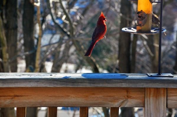 Pájaro rojo levitando