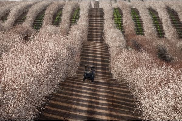 Traktor midt på mandelmarker i Californien