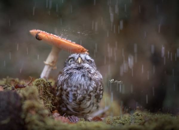 چھوٹا پرندہ مشروم کے نیچے بارش سے خود کو بچا رہا ہے۔