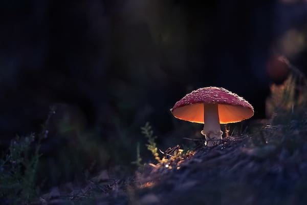 Rød hat champignon