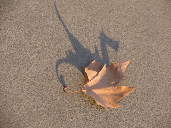 Tørrede blade på jorden, der ligner en drage med sin skygge