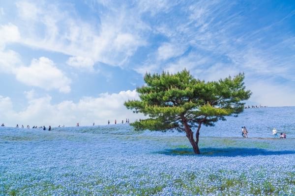 جاپان میں نیلے رنگ کا منظر