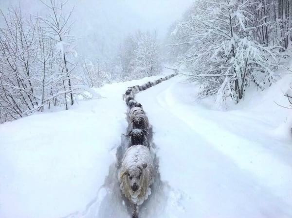 Varias ovejas caminando en la nieve.