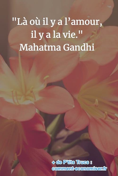 Cita de Gandhi sobre la vida i l'amor