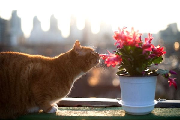 mantenga a los gatos alejados de las plantas con cáscaras de naranja
