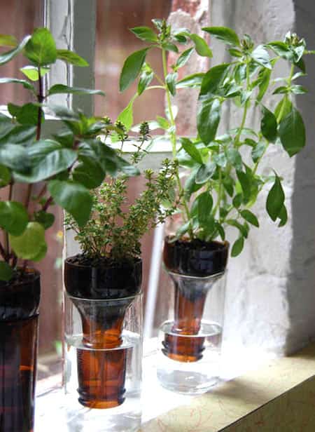indendørs aromatisk have i glasflaske