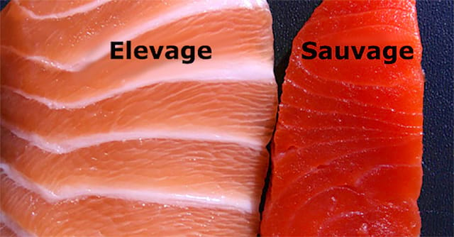 La diferencia entre el salmón de piscifactoría y el salvaje