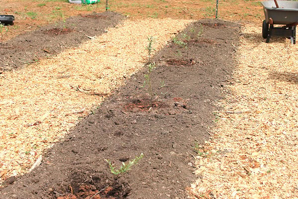 com plantar correctament un arbust de nabius